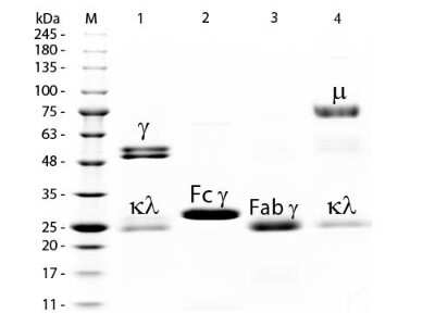 SDS-PAGE: Rat IgG Isotype Control [FITC] [NBP1-96866]